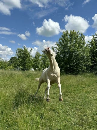 Illustration de l'article : 14 photos d&rsquo;animaux maladroits et dr&ocirc;les qui prouvent qu&rsquo;ils sont les meilleurs pour nous faire sourire