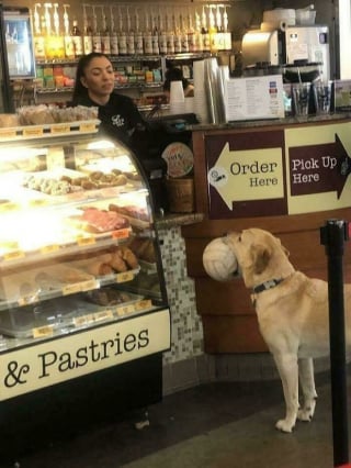 Illustration de l'article : 14 photos d&rsquo;animaux maladroits et dr&ocirc;les qui prouvent qu&rsquo;ils sont les meilleurs pour nous faire sourire