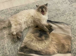 Illustration de l'article : 14 photos d&rsquo;animaux maladroits et dr&ocirc;les qui prouvent qu&rsquo;ils sont les meilleurs pour nous faire sourire