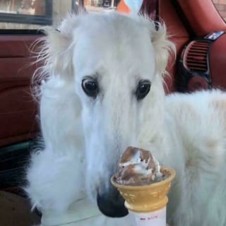 Illustration de l'article : 14 photos d&rsquo;animaux maladroits et dr&ocirc;les qui prouvent qu&rsquo;ils sont les meilleurs pour nous faire sourire