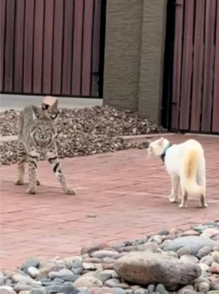 Illustration de l'article : Un chat domestique affronte un lynx roux qui ne faisait que traverser le jardin d&rsquo;une maison, et r&eacute;ussit &agrave; le repousser (vid&eacute;o)