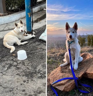 Illustration de l'article : 10 photos de chiens avant et apr&egrave;s leur adoption qui prouvent l&rsquo;importance de ce geste rempli d&rsquo;amour