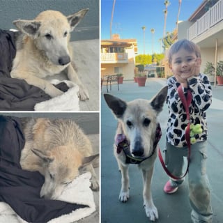 Illustration de l'article : 10 photos de chiens avant et apr&egrave;s leur adoption qui prouvent l&rsquo;importance de ce geste rempli d&rsquo;amour