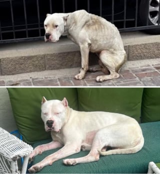 Illustration de l'article : 10 photos de chiens avant et apr&egrave;s leur adoption qui prouvent l&rsquo;importance de ce geste rempli d&rsquo;amour