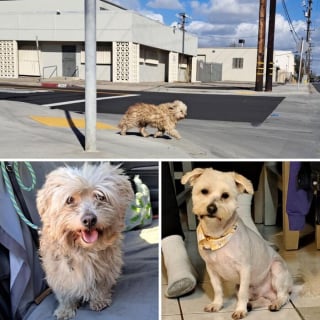 Illustration de l'article : 10 photos de chiens avant et apr&egrave;s leur adoption qui prouvent l&rsquo;importance de ce geste rempli d&rsquo;amour