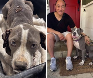 Illustration de l'article : 10 photos de chiens avant et apr&egrave;s leur adoption qui prouvent l&rsquo;importance de ce geste rempli d&rsquo;amour