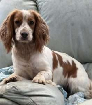 Illustration de l'article : &laquo; H&eacute;ros du jour ! &raquo;, en effectuant un simple contr&ocirc;le, la police d&eacute;couvre des armes &agrave; feu et un chien vol&eacute; 2 mois auparavant