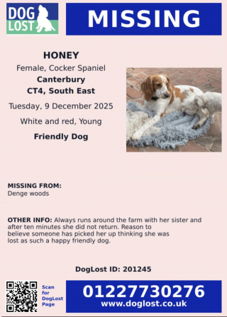 Illustration de l'article : &laquo; H&eacute;ros du jour ! &raquo;, en effectuant un simple contr&ocirc;le, la police d&eacute;couvre des armes &agrave; feu et un chien vol&eacute; 2 mois auparavant