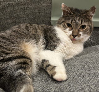 Illustration de l'article : &laquo; Il n'a jamais connu autre chose &raquo;, un chat n&eacute; sans pattes et malvoyant triomphe de son handicap et gagne l&rsquo;amour d&rsquo;une famille (vid&eacute;o)