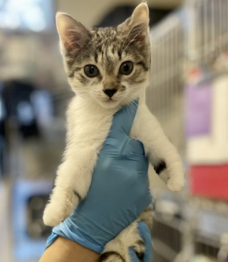 Illustration de l'article : &laquo; Il n'a jamais connu autre chose &raquo;, un chat n&eacute; sans pattes et malvoyant triomphe de son handicap et gagne l&rsquo;amour d&rsquo;une famille (vid&eacute;o)