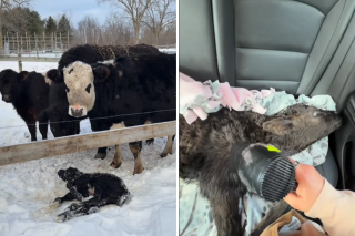 Illustration de l'article : « Honey a sauvé une vie » cette chienne Patou découvre un veau prématuré dans la neige et lui sauve la vie (vidéo)