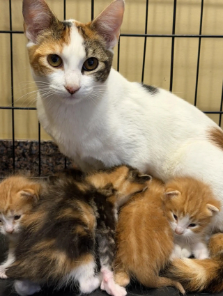 Illustration de l'article : &laquo; Nous n&rsquo;avons jamais rien vu de tel &raquo;, un refuge pensait sauver une m&egrave;re et ses chatons, mais d&eacute;couvre une s&oelig;ur pleine d&rsquo;amour (vid&eacute;o)