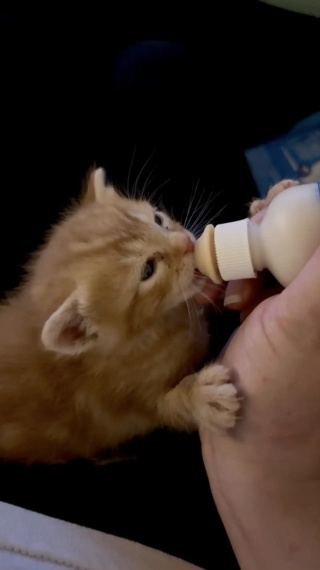 Illustration de l'article : &laquo; Nous n&rsquo;avons jamais rien vu de tel &raquo;, un refuge pensait sauver une m&egrave;re et ses chatons, mais d&eacute;couvre une s&oelig;ur pleine d&rsquo;amour (vid&eacute;o)