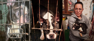 Illustration de l'article : &laquo; Je ne pouvais pas esp&eacute;rer meilleure retraite &raquo;, la lettre &eacute;mouvante d'une chienne de 16 ans sauv&eacute;e d'un &eacute;levage insalubre