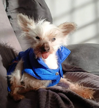 Illustration de l'article : &laquo; Je ne pouvais pas esp&eacute;rer meilleure retraite &raquo;, la lettre &eacute;mouvante d'une chienne de 16 ans sauv&eacute;e d'un &eacute;levage insalubre