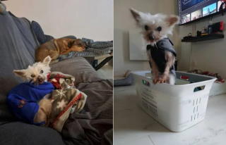 Illustration de l'article : &laquo; Je ne pouvais pas esp&eacute;rer meilleure retraite &raquo;, la lettre &eacute;mouvante d'une chienne de 16 ans sauv&eacute;e d'un &eacute;levage insalubre