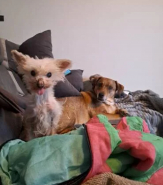 Illustration de l'article : &laquo; Je ne pouvais pas esp&eacute;rer meilleure retraite &raquo;, la lettre &eacute;mouvante d'une chienne de 16 ans sauv&eacute;e d'un &eacute;levage insalubre