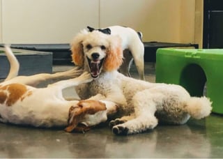 Illustration de l'article : 16 photos loufoques de chiens pour lesquels la séance photo ne s’est pas tout à fait passée comme prévu