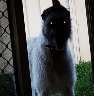 Illustration de l'article : 16 photos loufoques de chiens pour lesquels la séance photo ne s’est pas tout à fait passée comme prévu