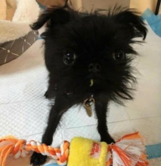 Illustration de l'article : 16 photos loufoques de chiens pour lesquels la séance photo ne s’est pas tout à fait passée comme prévu