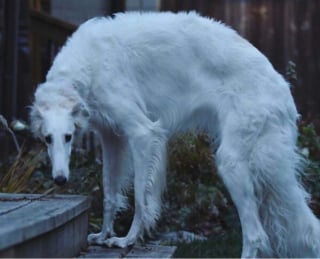 Illustration de l'article : 16 photos loufoques de chiens pour lesquels la séance photo ne s’est pas tout à fait passée comme prévu