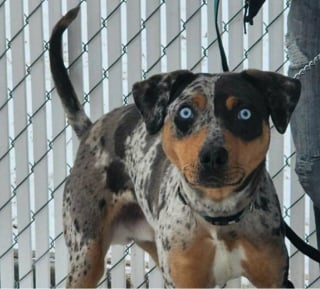 Illustration de l'article : 16 photos loufoques de chiens pour lesquels la séance photo ne s’est pas tout à fait passée comme prévu