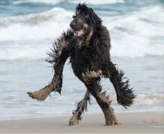 Illustration de l'article : 16 photos loufoques de chiens pour lesquels la séance photo ne s’est pas tout à fait passée comme prévu