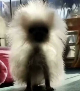 Illustration de l'article : 16 photos loufoques de chiens pour lesquels la séance photo ne s’est pas tout à fait passée comme prévu