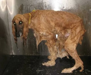 Illustration de l'article : 16 photos loufoques de chiens pour lesquels la séance photo ne s’est pas tout à fait passée comme prévu