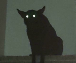 Illustration de l'article : 16 photos loufoques de chiens pour lesquels la séance photo ne s’est pas tout à fait passée comme prévu