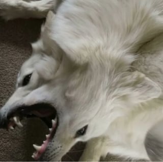 Illustration de l'article : 16 photos loufoques de chiens pour lesquels la séance photo ne s’est pas tout à fait passée comme prévu