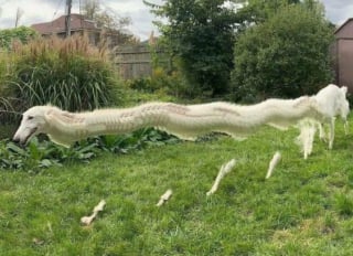 Illustration de l'article : 16 photos loufoques de chiens pour lesquels la séance photo ne s’est pas tout à fait passée comme prévu