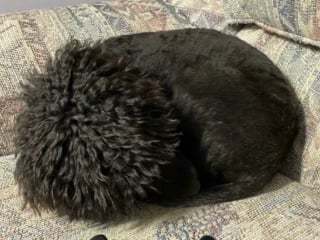 Illustration de l'article : 16 photos loufoques de chiens pour lesquels la séance photo ne s’est pas tout à fait passée comme prévu