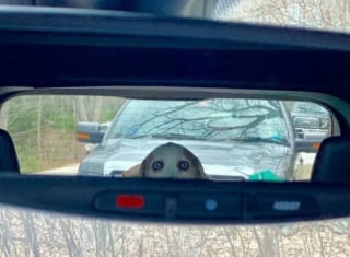 Illustration de l'article : 16 photos loufoques de chiens pour lesquels la séance photo ne s’est pas tout à fait passée comme prévu