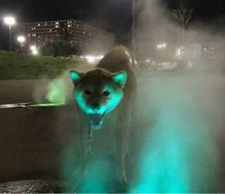 Illustration de l'article : 16 photos loufoques de chiens pour lesquels la séance photo ne s’est pas tout à fait passée comme prévu