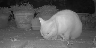 Illustration de l'article : Cette chatte sauv&eacute;e de l'errance r&eacute;v&egrave;le une passion pour les verres d'eau, qu'elle pr&eacute;f&egrave;re m&ecirc;me aux friandises