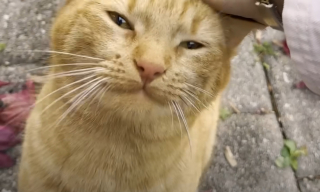 Illustration de l'article : Cette chatte sauv&eacute;e de l'errance r&eacute;v&egrave;le une passion pour les verres d'eau, qu'elle pr&eacute;f&egrave;re m&ecirc;me aux friandises