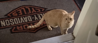 Illustration de l'article : Cette chatte sauv&eacute;e de l'errance r&eacute;v&egrave;le une passion pour les verres d'eau, qu'elle pr&eacute;f&egrave;re m&ecirc;me aux friandises