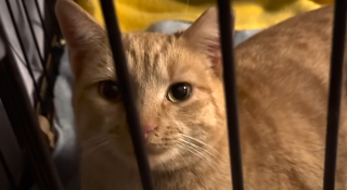 Illustration de l'article : Cette chatte sauv&eacute;e de l'errance r&eacute;v&egrave;le une passion pour les verres d'eau, qu'elle pr&eacute;f&egrave;re m&ecirc;me aux friandises