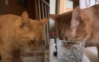 Illustration de l'article : Cette chatte sauv&eacute;e de l'errance r&eacute;v&egrave;le une passion pour les verres d'eau, qu'elle pr&eacute;f&egrave;re m&ecirc;me aux friandises