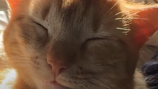 Illustration de l'article : Cette chatte sauv&eacute;e de l'errance r&eacute;v&egrave;le une passion pour les verres d'eau, qu'elle pr&eacute;f&egrave;re m&ecirc;me aux friandises