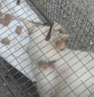 Illustration de l'article : Abandonné « pour des raisons personnelles » par sa famille ce chat malade de la gale est secouru