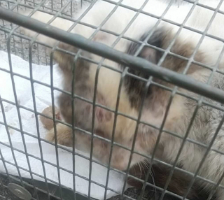 Illustration de l'article : Abandonné « pour des raisons personnelles » par sa famille ce chat malade de la gale est secouru