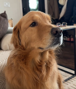 Illustration de l'article : Ce chien qui regardait les JO d'hiver à la télé se découvre une passion pour le ski et ne peut plus se détourner de l'écran (vidéo)