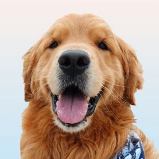 Illustration de l'article : Ce chien qui regardait les JO d'hiver à la télé se découvre une passion pour le ski et ne peut plus se détourner de l'écran (vidéo)