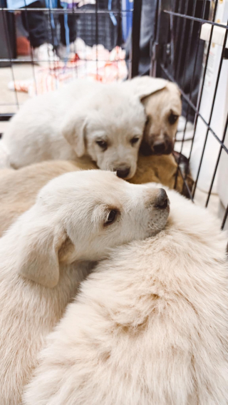 Illustration de l'article : Gr&acirc;ce &agrave; un automobiliste, 8 chiots nomm&eacute;s comme les personnages de &laquo; Hunger Games &raquo; &eacute;chappent de peu &agrave; une temp&ecirc;te de neige