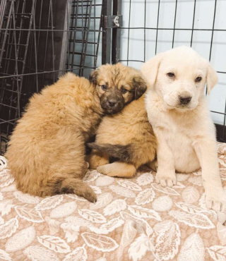Illustration de l'article : Gr&acirc;ce &agrave; un automobiliste, 8 chiots nomm&eacute;s comme les personnages de &laquo; Hunger Games &raquo; &eacute;chappent de peu &agrave; une temp&ecirc;te de neige
