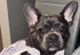 Illustration de l'article : La famille d'un chiot disparu lors d'un cambriolage retient son souffle pendant 2 mois et reste suspendue aux nouvelles de la police