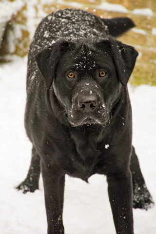 Illustration de l'article : Incapables de soulever leur chienne Labrador tomb&eacute;e dans la neige ces retrait&eacute;s et leur prot&eacute;g&eacute;e sont secourus par un policier