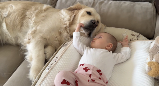 Illustration de l'article : &laquo; La meilleure s&oelig;ur du monde ! &raquo;, parfaitement immobile, cette patiente chienne Golden Retriever se laisse tendrement caresser par un b&eacute;b&eacute; fascin&eacute; (vid&eacute;o)